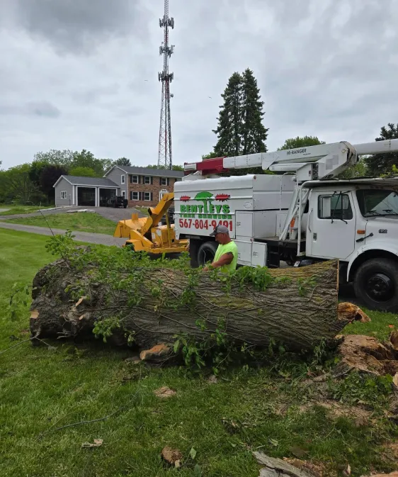 Emergency Tree Services