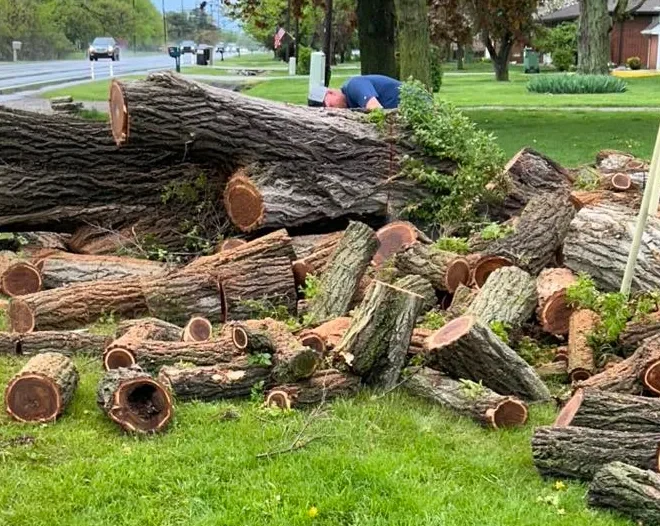 Keep Your Trees Healthy and Property Safe