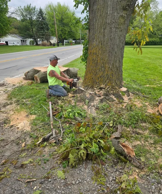Tree Removal Services